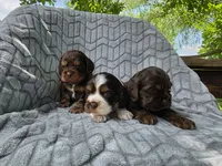 Maple, a female Cocker Spaniel for sale in Brandenburg, KY – 1 of 4
