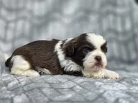 Finn, a male Shih Tzu for sale in Brandenburg, KY – 1 of 2