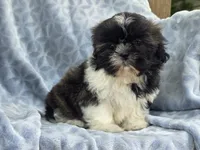 Angel, a female Shih Tzu for sale in Brandenburg, KY – 3 of 6