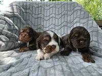 Willow, a female Cocker Spaniel for sale in Brandenburg, KY – 3 of 4