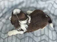 Finn, a male Shih Tzu for sale in Brandenburg, KY – 2 of 2