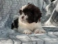 Pumpkin , a male Shih Tzu for sale in Brandenburg, KY – 1 of 4