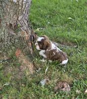 Bella Bean, a female Shih Tzu for sale in Brandenburg, KY – 3 of 10