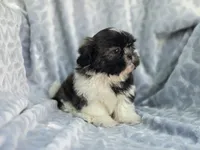 Angel, a female Shih Tzu for sale in Brandenburg, KY – 5 of 6