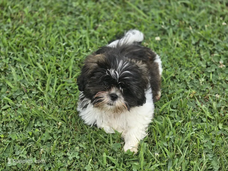 Dexter – Shih Tzu puppy for sale in Brandenburg, KY