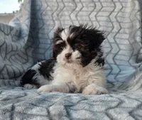 Pumpkin , a male Shih Tzu for sale in Brandenburg, KY – 2 of 4