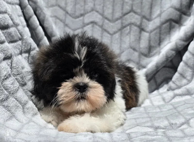 Dexter – Shih Tzu puppy for sale in Brandenburg, KY