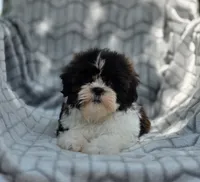 Dexter, a male Shih Tzu for sale in Brandenburg, KY – 5 of 8