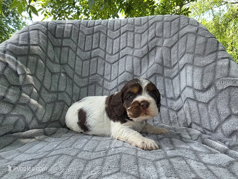 Willow – Cocker Spaniel puppy for sale in Brandenburg, KY