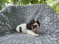 Willow, a female Cocker Spaniel for sale in Brandenburg, KY – 1 of 4