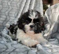 Delilah , a female Shih Tzu for sale in Brandenburg, KY – 3 of 4