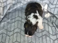 Dexter, a male Shih Tzu for sale in Brandenburg, KY – 2 of 2