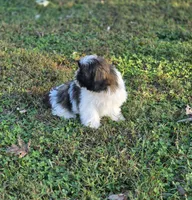 Delilah , a female Shih Tzu for sale in Brandenburg, KY – 4 of 8