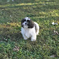 Delilah , a female Shih Tzu for sale in Brandenburg, KY – 3 of 8