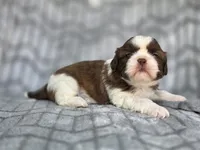Lady, a female Shih Tzu for sale in Brandenburg, KY – 3 of 5