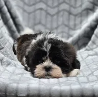 Dexter, a male Shih Tzu for sale in Brandenburg, KY – 4 of 8