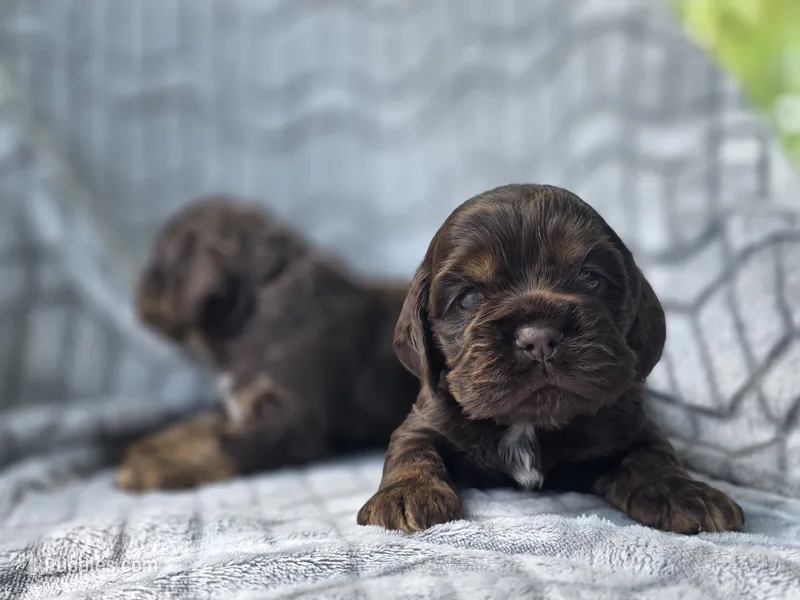 Oak, a female Cocker Spaniel for sale in Brandenburg, KY – 1 of 4