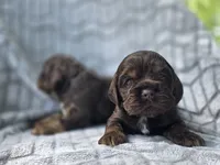 Oak, a female Cocker Spaniel for sale in Brandenburg, KY – 1 of 4