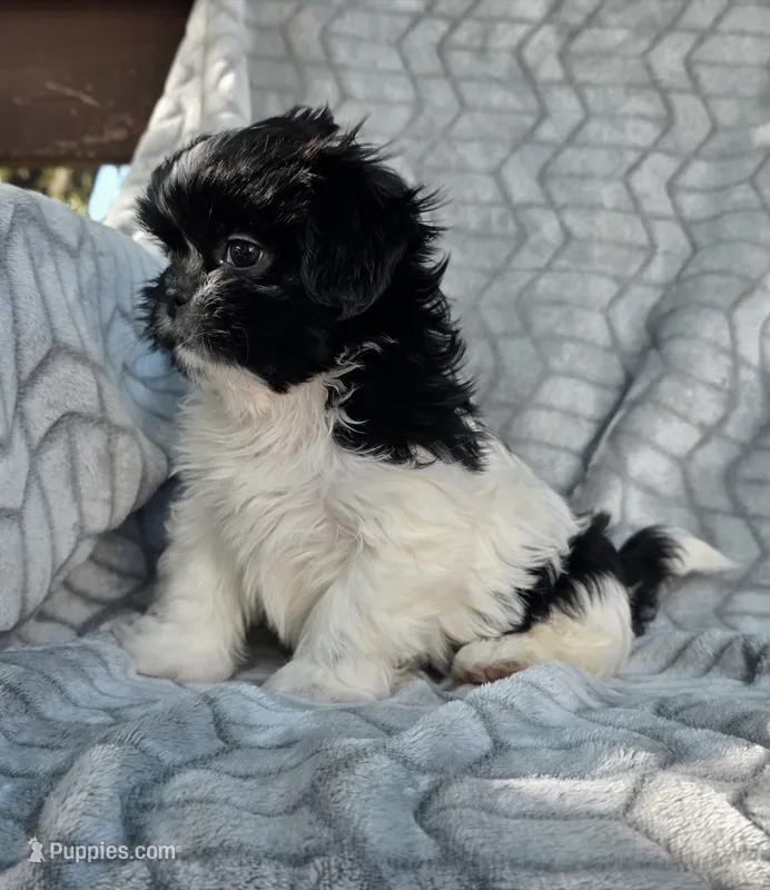 Spooky – Shih Tzu puppy for sale in Brandenburg, KY