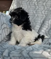 Spooky, a male Shih Tzu for sale in Brandenburg, KY – 1 of 4