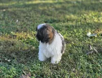 Delilah , a female Shih Tzu for sale in Brandenburg, KY – 2 of 8