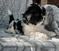 Spooky, a male Shih Tzu for sale in Brandenburg, KY – 2 of 4