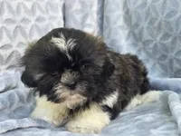 Angel, a female Shih Tzu for sale in Brandenburg, KY – 6 of 6
