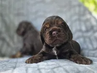 Oak, a female Cocker Spaniel for sale in Brandenburg, KY – 2 of 4
