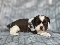 Buck, a male Shih Tzu for sale in Brandenburg, KY – 2 of 6