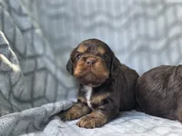Maple, a female Cocker Spaniel for sale in Brandenburg, KY – 4 of 4