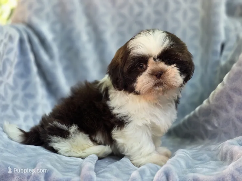 Finn – Shih Tzu puppy for sale in Brandenburg, KY