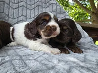Willow, a female Cocker Spaniel for sale in Brandenburg, KY – 2 of 4