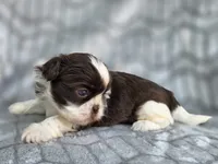 Buck, a male Shih Tzu for sale in Brandenburg, KY – 5 of 6