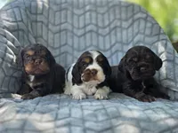 Willow, a female Cocker Spaniel for sale in Brandenburg, KY – 4 of 4