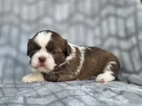 Lady, a female Shih Tzu for sale in Brandenburg, KY – 1 of 5