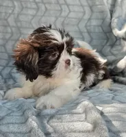 Pumpkin , a male Shih Tzu for sale in Brandenburg, KY – 4 of 4