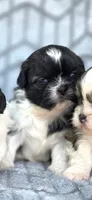 Angel, a female Shih Tzu for sale in Brandenburg, KY – 2 of 2