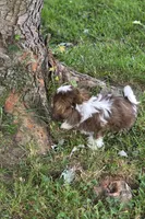 Bella Bean, a female Shih Tzu for sale in Brandenburg, KY – 2 of 10