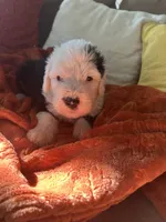 Purple, a male Old English Sheepdog for sale in Sterling Heights, MI – 7 of 7