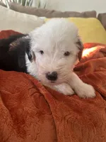Forest green, a male Old English Sheepdog for sale in Sterling Heights, MI – 3 of 7