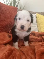 Grey, a male Old English Sheepdog for sale in Sterling Heights, MI – 2 of 5