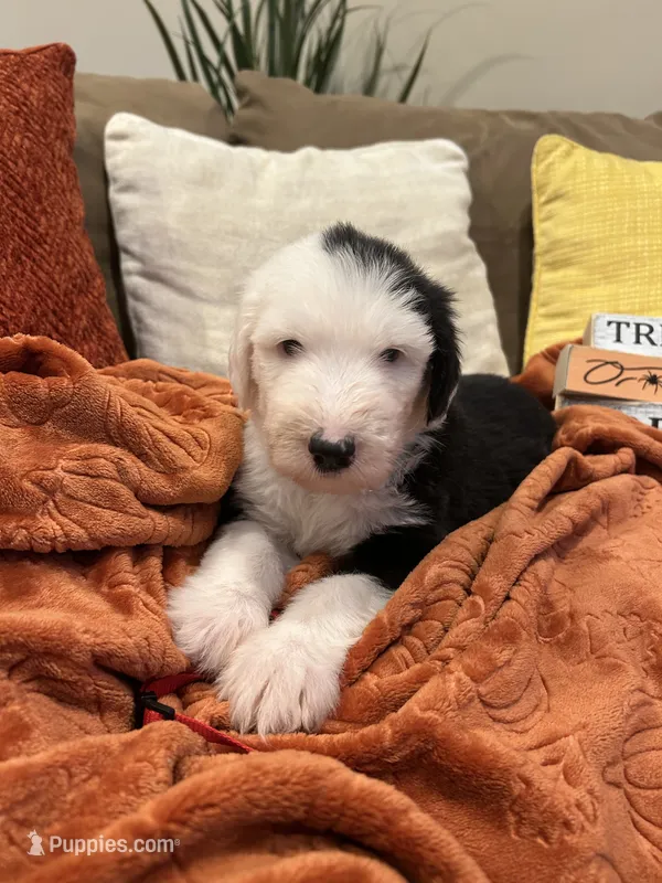 Red – Old English Sheepdog puppy for sale in Sterling Heights, MI