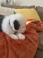 Forest green, a male Old English Sheepdog for sale in Sterling Heights, MI – 2 of 7