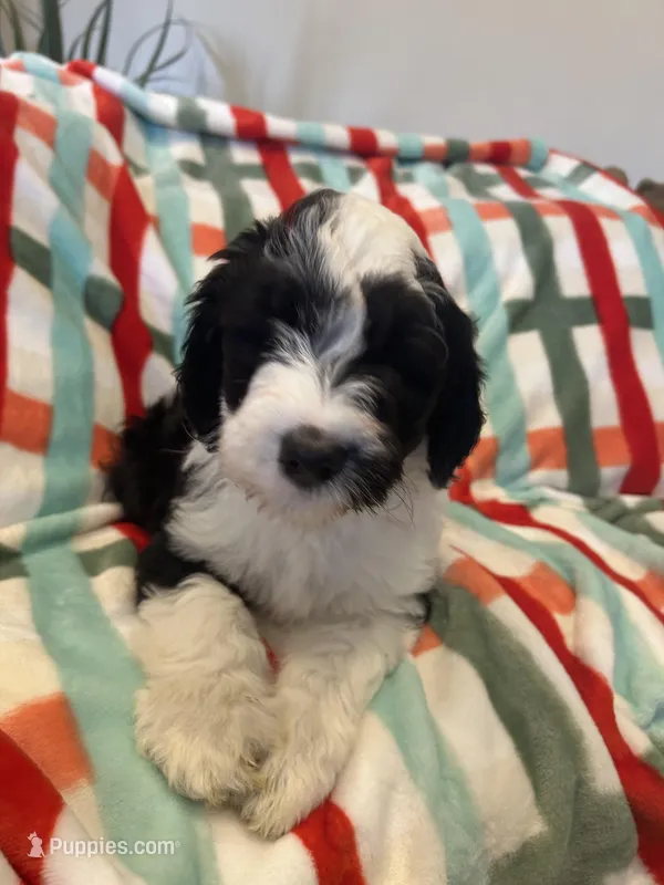 Couch – Sheepadoodle puppy for sale in Sterling Heights, MI