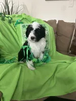 Couch, a male Sheepadoodle for sale in Sterling Heights, MI – Photo 7 of 9