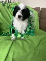 Couch, a male Sheepadoodle for sale in Sterling Heights, MI – Photo 6 of 9