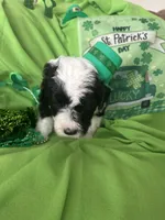 Couch, a male Sheepadoodle for sale in Sterling Heights, MI – Photo 2 of 9