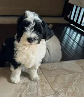 Coach-Reduced, a male Sheepadoodle for sale in Sterling Heights, MI – Photo 2 of 10