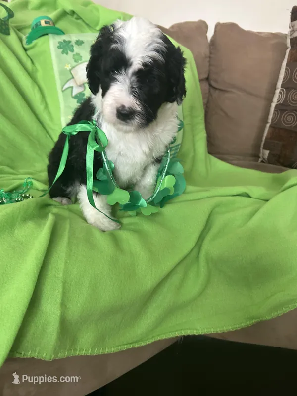Couch, a male Sheepadoodle for sale in Sterling Heights, MI – Photo 1 of 9