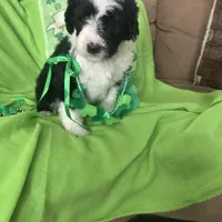 Coach, a male Sheepadoodle for sale in Sterling Heights, MI – Photo 5 of 7